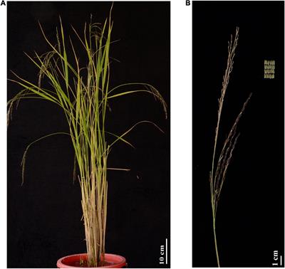 Identification of candidate genes and clarification of the maintenance of the green pericarp of weedy rice grains